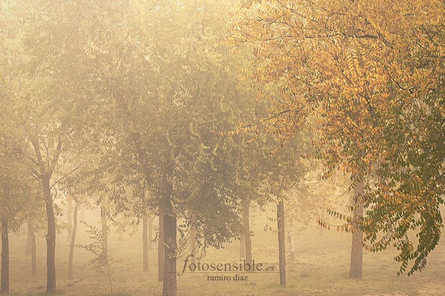 La niebla y el otoño son estupendos ingredientes para los cuentos.