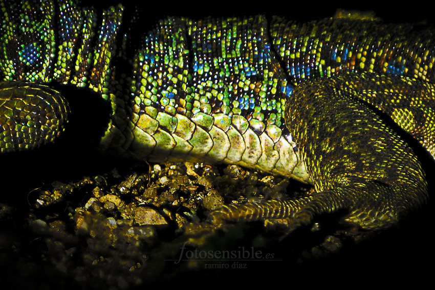 Increíbles los colores en la piel escamada del lagarto ocelado.