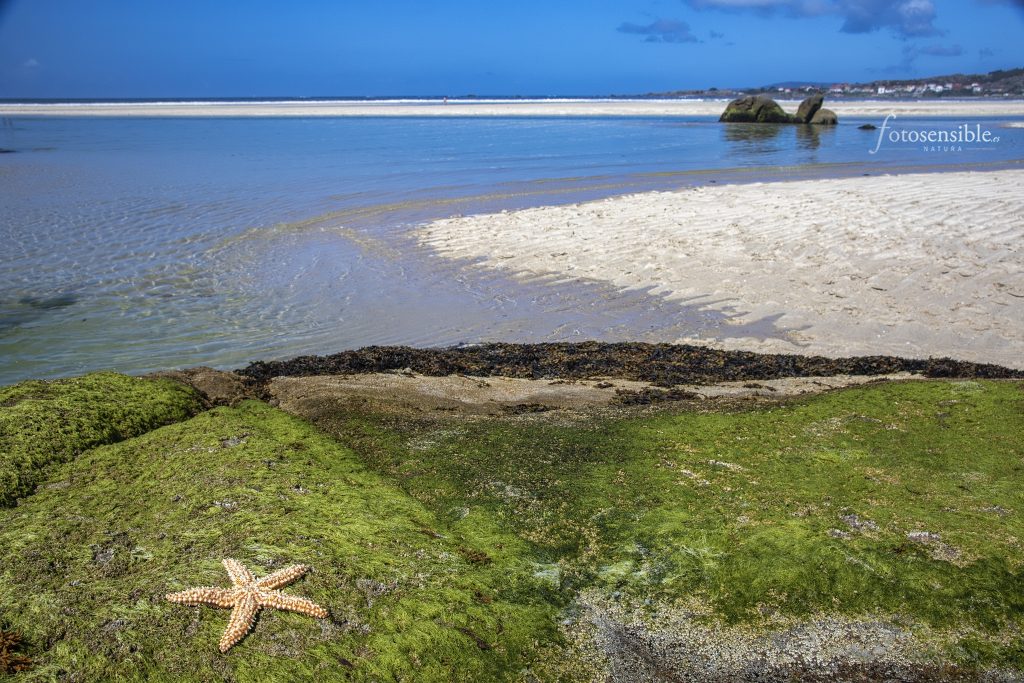 Estrella de mar de cinco puntas, en Playa Carnota